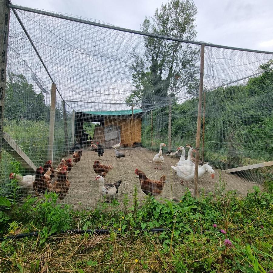 Corte Bottura Agriturismo Castelnuovo del Garda Exterior foto